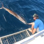 Sailfish Montebello Islands billfish record Blue lightning fishing charters