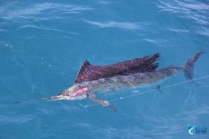 Sailfish Montebello Islands WA billifish Blue Lightning Charters