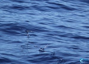 flying fish montebello islands