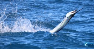 sailfish montebello islands wa fishing charter