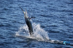 Blue Lightning charters sailfish montebello islands WA
